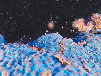 屏縣 珊瑚產卵美如夏雪 夜潛拍攝要小心