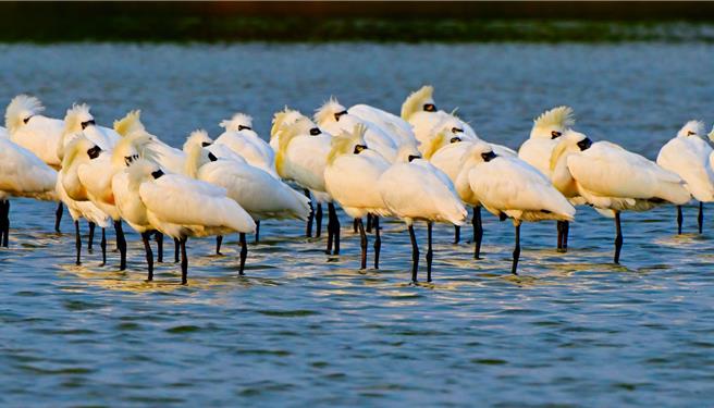 根據全球同步普查結果，今年全球黑面琵鷺為6988隻，相較去年增加355隻，突破紀錄，但台灣的數量首次微幅下降。（農業部林業及自然保育署提供／蔡佩珈台北傳真）