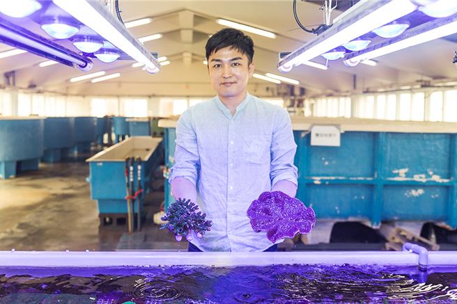 來自日本的國立台灣海洋大學海洋環境與生態研究所所長識名信也，利用台灣東北海岸曾用於養殖九孔的大型魚塭建立了「珊瑚農場」穩定復育珊瑚，已養殖近5000株珊瑚。（國立台灣海洋大學提供／徐佑昇基隆傳真）