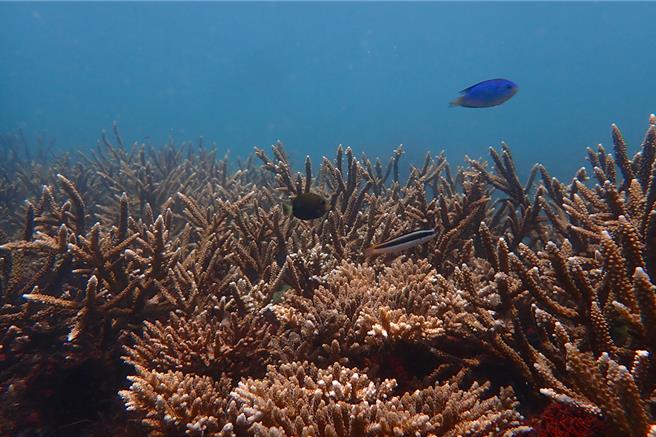來自日本的國立台灣海洋大學海洋環境與生態研究所所長識名信也，利用台灣東北海岸曾用於養殖九孔的大型魚塭建立了「珊瑚農場」穩定復育珊瑚，已養殖近5000株珊瑚。（國立台灣海洋大學提供／徐佑昇基隆傳真）