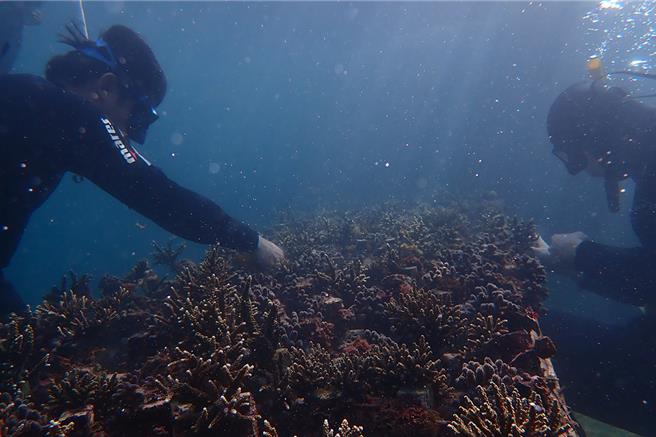 來自日本的國立台灣海洋大學海洋環境與生態研究所所長識名信也，利用台灣東北海岸曾用於養殖九孔的大型魚塭建立了「珊瑚農場」穩定復育珊瑚。圖為水下復育工作平台。（國立台灣海洋大學提供／徐佑昇基隆傳真）