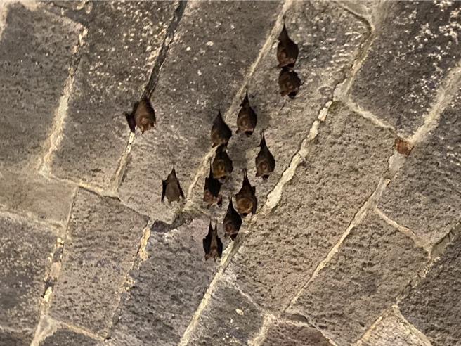 基隆市政府文化局宣布，為配合在劉銘傳隧道內棲息的台灣葉鼻蝠繁殖期及育幼期，5月到9月將不開放民眾自由參觀劉銘傳隧道。（張志康攝）