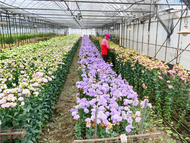 云林县虎尾镇洋桔梗因天热产量大增，面对内、外销情况不佳，产地价每束10支仅20余元不敷成本，花农只能忍痛将卖相差的洋桔梗耕除，血本无归损失惨重。（张朝欣摄）