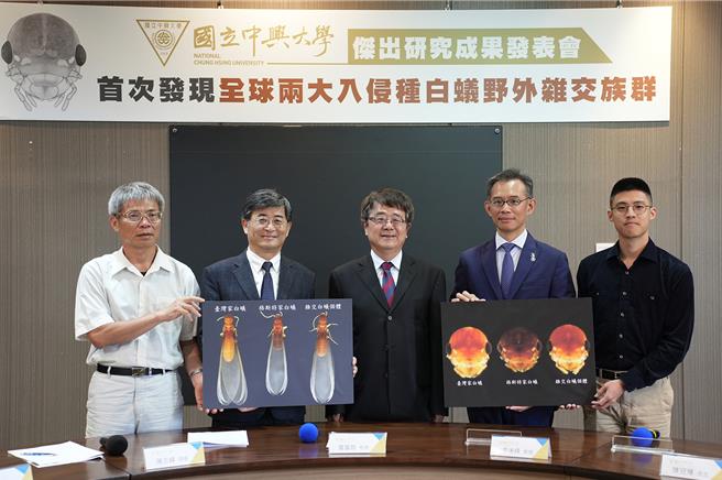 国立中兴大学25日召开记者会，证实全球两大入侵种白蚁，首次发现野外杂交族群。（兴大提供／王煌忠台中传真）