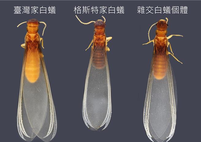 中兴大学昆虫学系研究团队，公布发现3种白蚁特徵。（兴大提供／王煌忠台中传真）