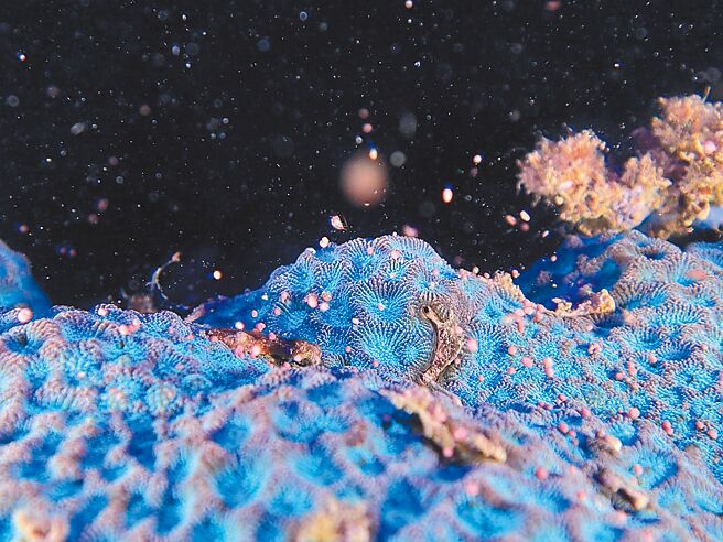 珊瑚產卵有如「夏之雪」的美景。（陳琦恩提供／羅琦文屏東傳真）