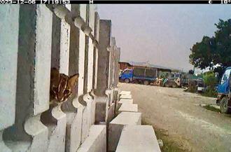 中水分署出示監測資料 鳥嘴潭有21隻石虎出沒