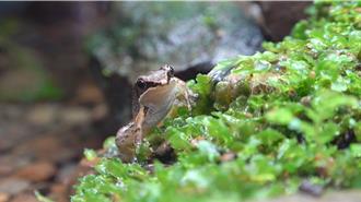 響應世界拯救青蛙日 北市動物物園首推瀕危「豎琴蛙」