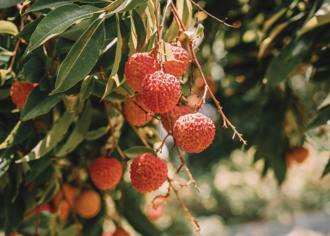 荔枝千萬別吃不停！3大禁忌需注意