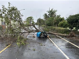 黃金大道成砸死郵差禍首 公路局巡檢547棵黃花風鈴木