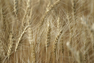 全球糧價看跌 估今年觸底