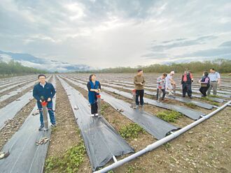 企業契作 池上打造7.8公頃香草園
