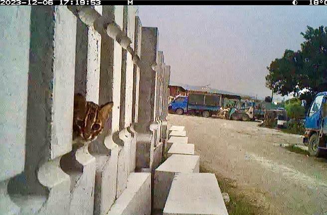 環團指控鳥嘴潭廢土棄置烏溪溪床涉嫌破壞石虎棲地，中水分署出示監測石虎資料，強調4年多來發現21隻石虎。（中水分署提供／楊靜茹南投傳真）