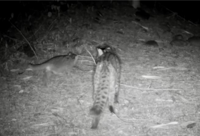 鳥嘴潭紅外線相機拍攝到一對石虎親子結伴同行。（中水分署提供／楊靜茹南投傳真）