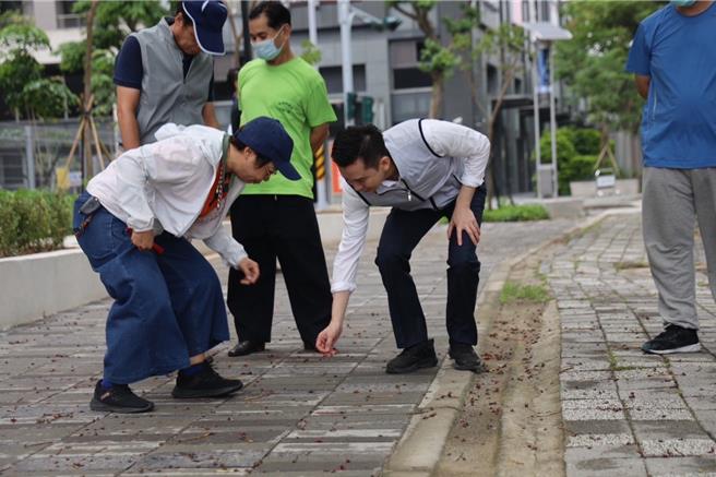 新竹高鐵區一帶掌葉蘋婆近日花期發出的特殊異味，竹北市公所會勘後提出3階段改善方案。（竹北市公所提供／邱立雅竹縣傳真）