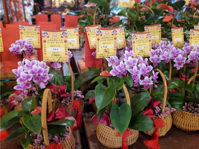 安慶蘭園負責人林耀聰培育有香味的「安慶小蘋果」，作為西螺福興宮的結緣花斗，花款全數捐獻給天主教若瑟社會福利基金會。（周麗蘭攝）