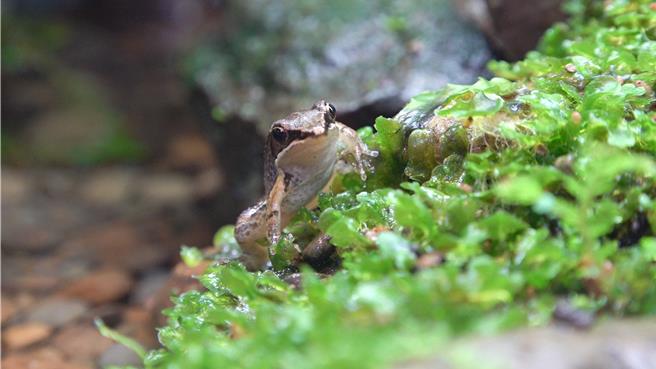 为响应4月28日世界拯救青蛙日，动物园在两栖爬虫动物馆的台湾两栖爬虫动物展区，首度推出濒危物种竖琴蛙。（台北市立动物园提供／刘玮晴台北传真）