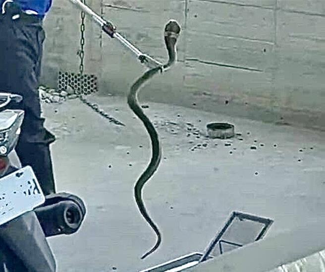 眼镜蛇闯入集集镇镇长吴大村住家的庭院，最后遭消防员以捕蛇夹逮捕。（吴大村提供／杨静茹南投传真）