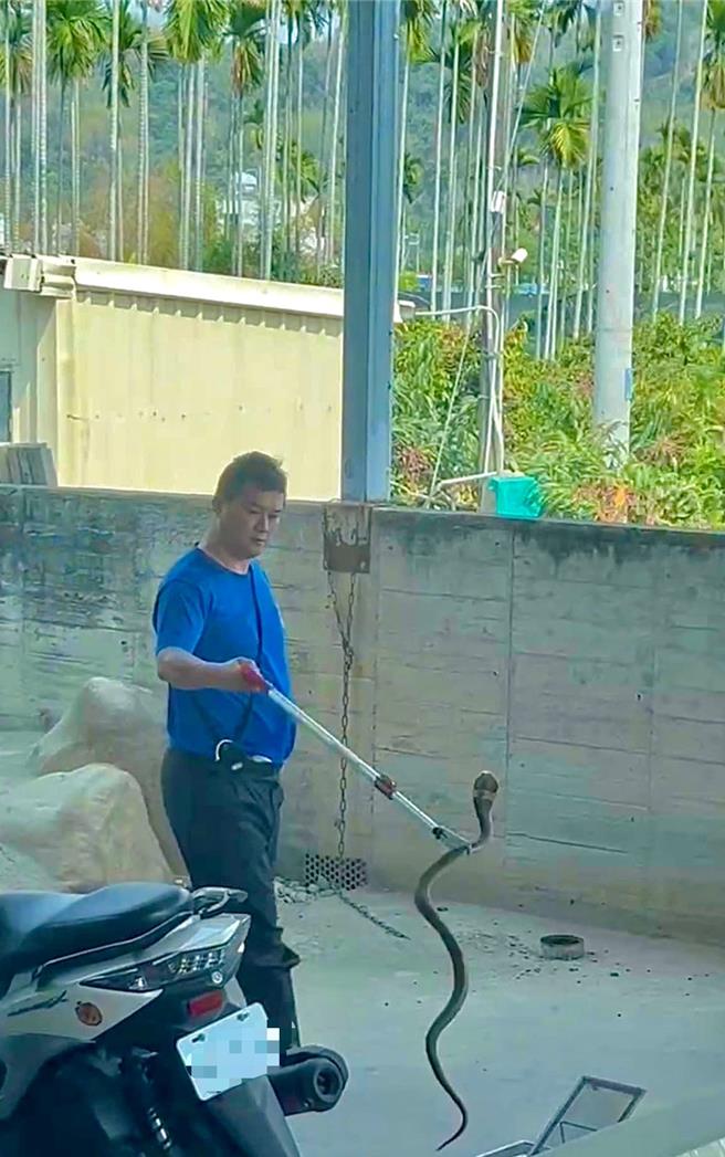 集集镇镇长吴大村发脸书提醒，家里来贵宾（眼镜蛇），夏天是蛇出没的季节，请大家小心留意。（吴大村提供／杨静茹南投传真）