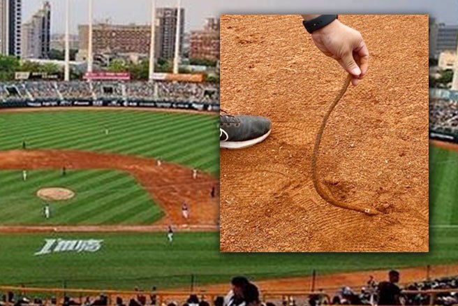 中职》澄清湖棒球场内野红土出现钢条 联盟做出回应（资料照/中职提供）