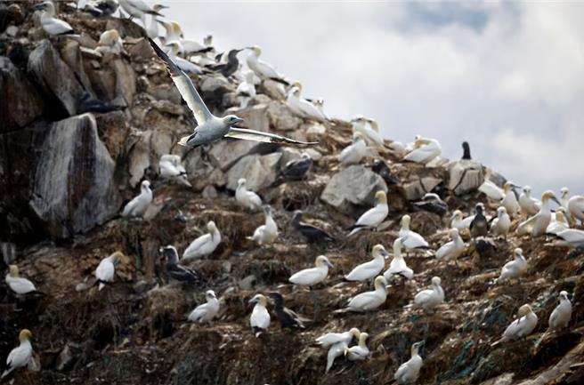 最新研究显示，鸟类很可能也是交通噪音的受害者。（图／路透社）