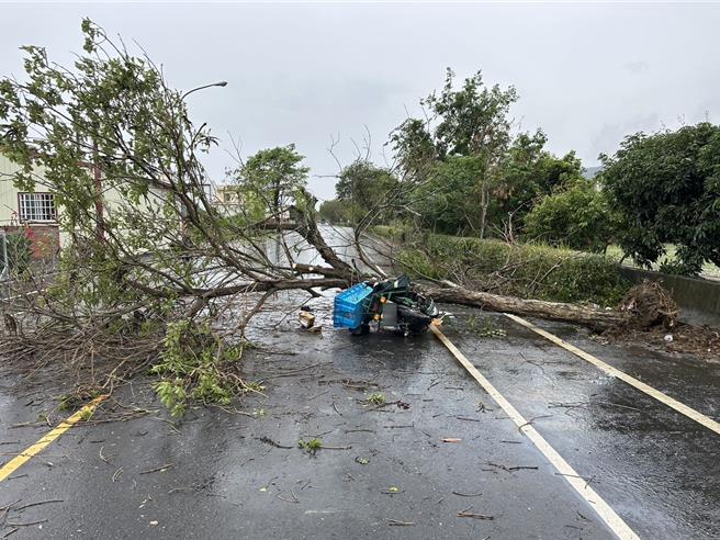 彰化縣芬園鄉彰南路一段旁1棵黃花風鈴木26日突然倒塌，打中行經的孫姓郵務士，造成孫員傷重死亡。（民眾提供／孫英哲彰化傳真）
