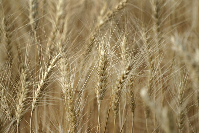 根据FactSet资料，小麦期货价今年以来累跌近10％。图／美联社