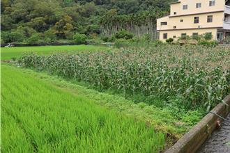 农粮署2024年「绿色环境给付计画」补申报  苗栗县7月底截止