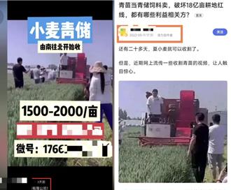 陸網傳用未成熟小麥當青貯飼料收入高   官方追查不實訊息