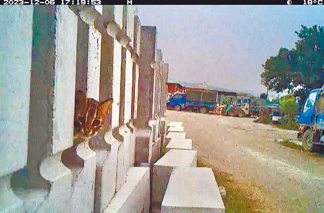 环团指控鸟嘴潭工程单位将废土弃置乌溪溪床涉嫌破坏石虎栖地，中水分署出示监测石虎资料，强调4年多来发现21只石虎。（中水分署提供／杨静茹南投传真）