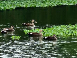 竹市首座人工溼地环教场域 溪埔子公园官网5月上线
