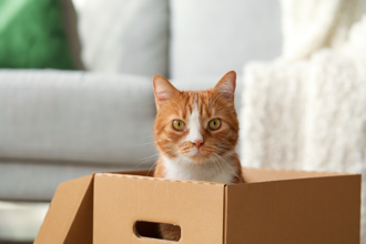 喵星人誤入退貨紙箱 跨州千公里 6天不吃不喝奇蹟存活