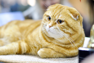 橘貓天天地鐵站報到 攔都攔不住 一夕爆紅變吉祥物