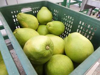 大陸將批准文旦柚輸入 農業部盼透過兩岸貿易平台協商