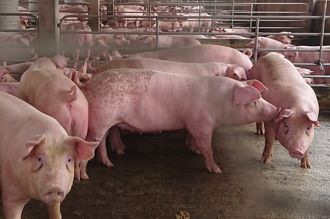 苗縣擬再縮短畜牧場設置距離 地方反彈聲浪大