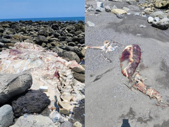 逾7公尺大型鯨豚躺台東沙灘 外觀腐敗屍體難辨特徵