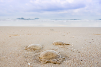 泰国沙滩布满「水母」 惊人画面曝 专家警告别乱摸