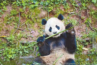 貓熊外交 陸派雲川、鑫寶赴美聖地牙哥