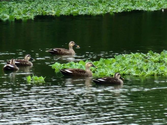 新竹市「溪埔子人工溼地」是竹市首座以人工溼地为主题的户外环境教育场所，市府也将于5月1日正式推出溪埔子人工溼地官方网站。（新竹市政府提供／陈育贤新竹传真）