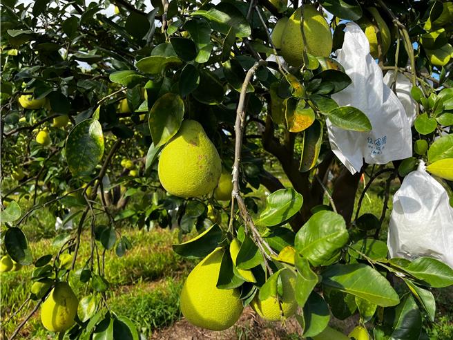 大陸海關總署2年前暫停台灣柑橘類水果等農產品輸入大陸，衝擊花蓮文旦柚農，不過陸方今宣布，將會批准台灣文旦柚等農漁產輸入，讓許多農友感到相當振奮。（羅亦晽攝）