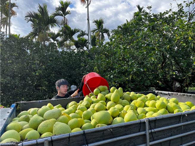 大陸海關總署2年前暫停台灣柑橘類水果等農產品輸入大陸，衝擊花蓮文旦柚農，不過陸方今宣布，將會批准台灣文旦柚等農漁產輸入，讓許多農友感到相當振奮。（羅亦晽攝）