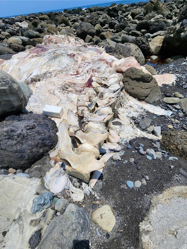 台东县东河乡隆昌海滩今天中午出现1具长逾7公尺、宽逾3公尺的大型鲸豚尸体。（读者提供／蔡旻妤台东传真）