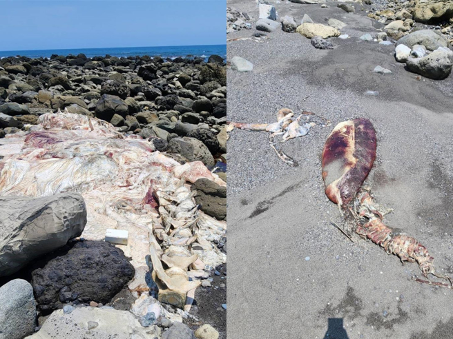 台东县东河乡隆昌海滩今天中午出现1具长逾7公尺、宽逾3公尺的大型鲸豚尸体。（读者提供／蔡旻妤台东传真）