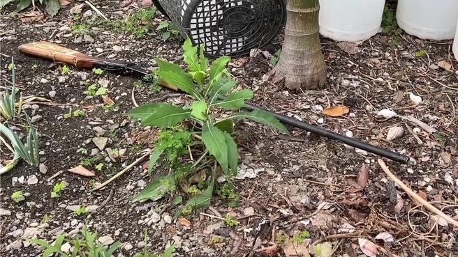 台东县延平乡永康村28日中午惊传枪响，1男子倒卧住家空地。（蔡旻妤摄）