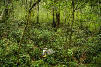 追櫻賞楓將不再撲空 中山大學物候調查精準掌握花期
