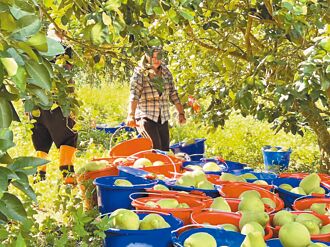 文旦柚可望輸陸 花縣府：準備好了