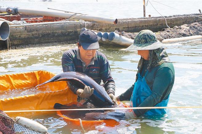 每年4至5月天氣逐漸回暖，養殖漁民開始放養新年度魚苗，農業部漁業署提醒，養殖漁友應在5月31日前向養殖所在公所申報當年度放養情形，海上養殖漁友則可透過所屬區漁會協助申報。（本報資料照片）