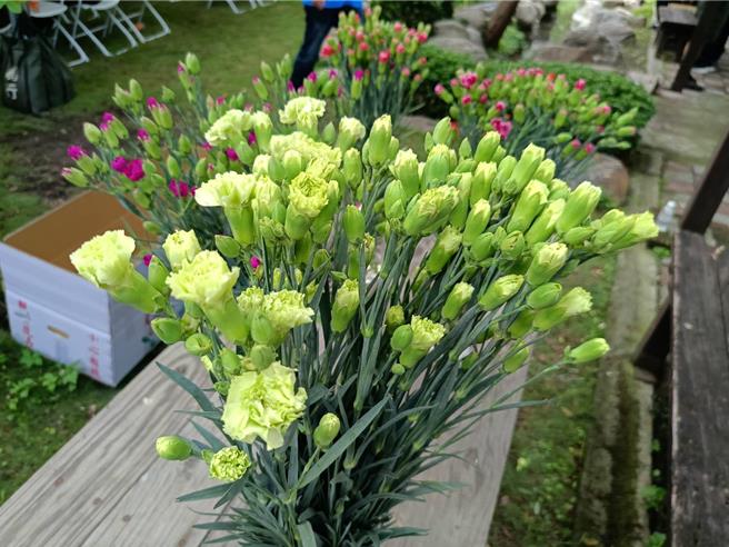田尾乡农会举办康乃馨行销会，绿精灵康乃馨，少见的花色捕获不少目光，其花价比常见色约贵2成，多用于配花。（叶静美摄）
