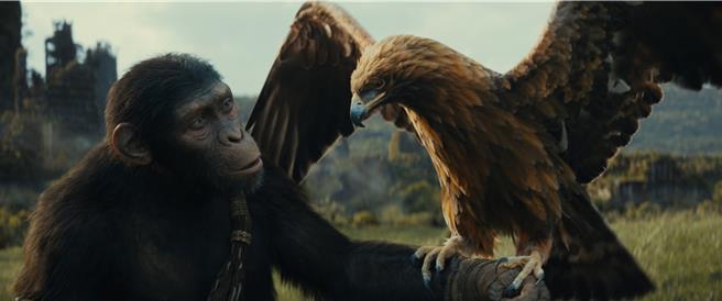 《猩球崛起：王國誕生》降低大量CGI特效的使用，讓觀眾更有臨場感。（二十世紀影業提供）