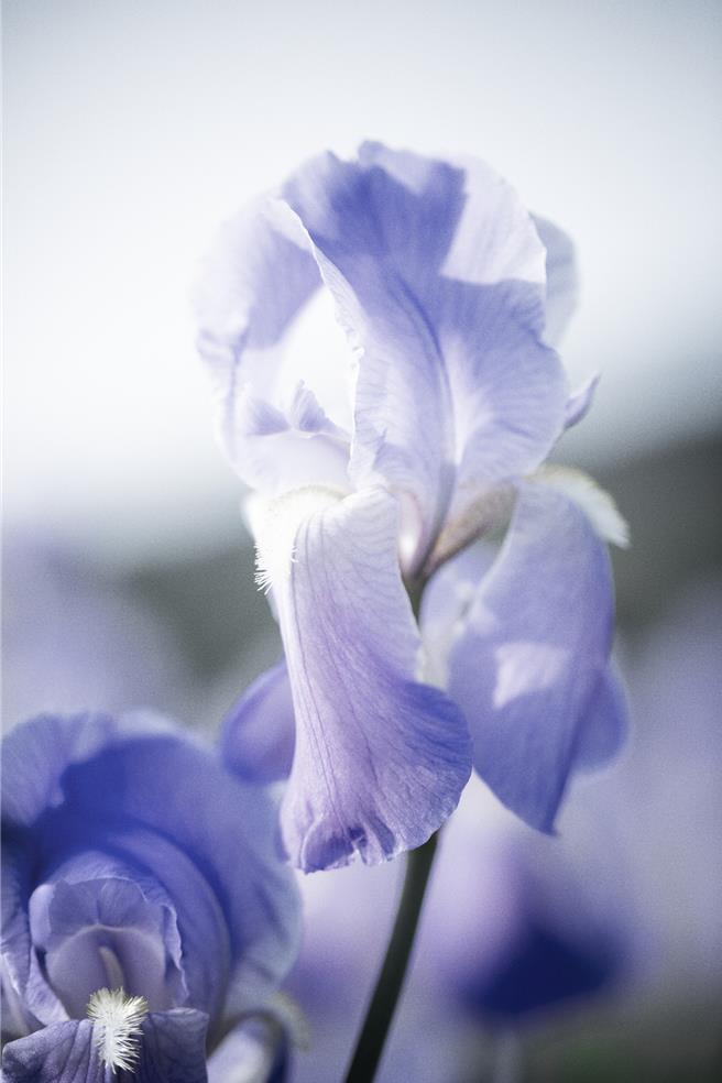 此次幸運星辰香氛中最重要的角色非鳶尾花莫屬。（CHANEL提供／黃唯淯台北傳真）